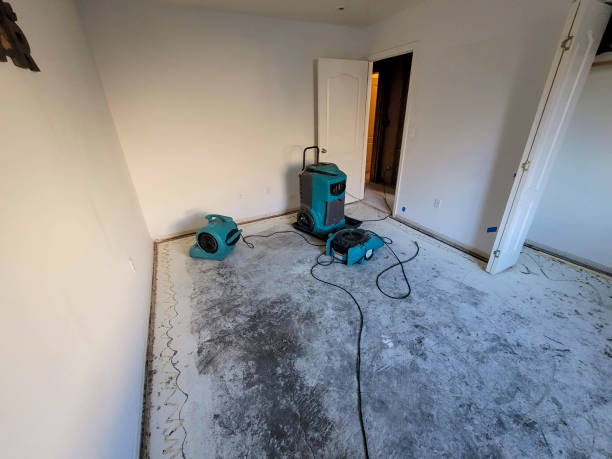 Best Basement water damage restoration  in Honokaa, HI