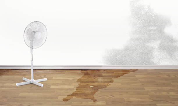 Best Mold removal after water damage  in Honokaa, HI