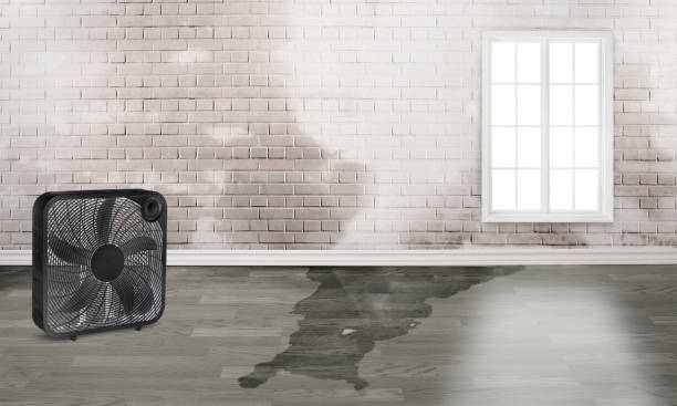 Best Carpet water damage restoration  in Honokaa, HI