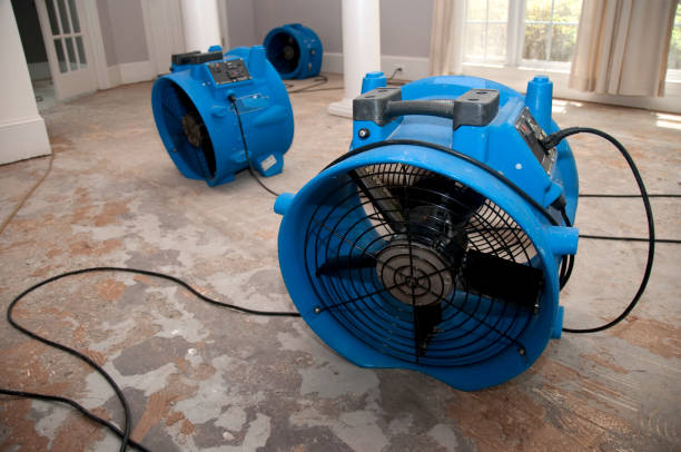 Best Water damage restoration near me  in Honokaa, HI